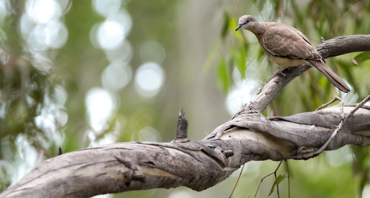 Spotted Dove - Ben Milbourne