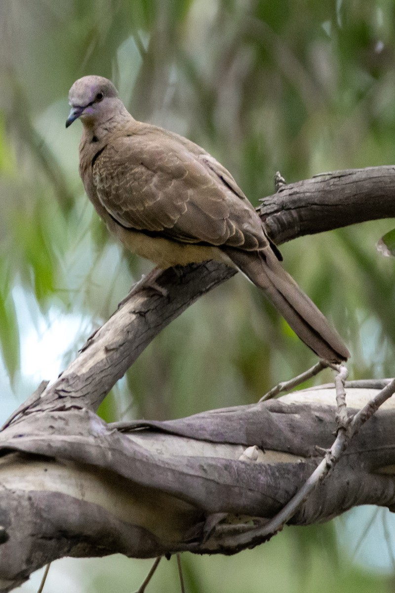 Spotted Dove - Ben Milbourne