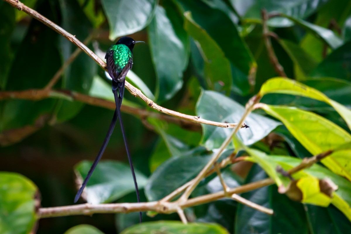 Colibri à bec noir - ML51556071