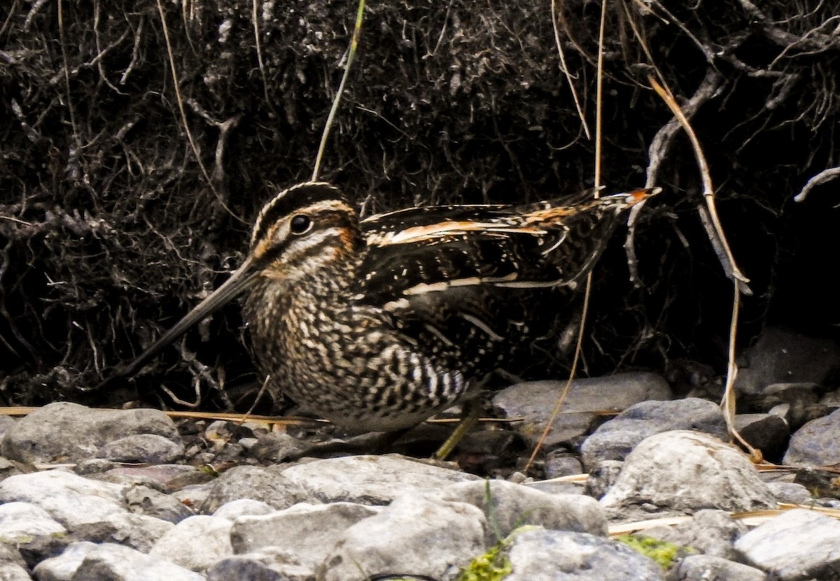 Wilson's Snipe - ML515561041