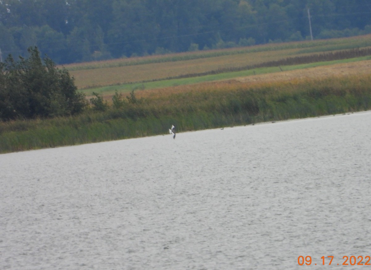 Sabine's Gull - Bob Anderson