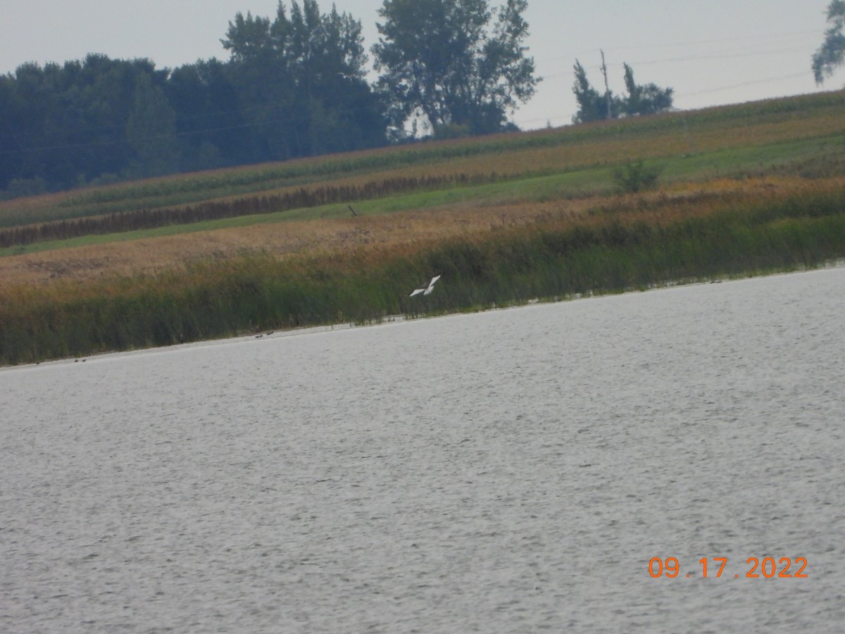 Sabine's Gull - ML515561131