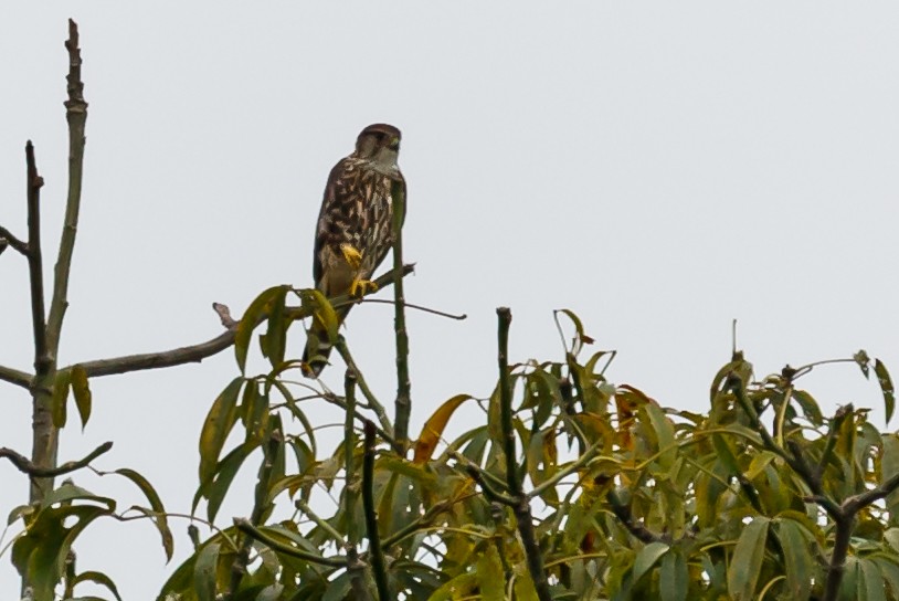 Boz Doğan (columbarius) - ML51556231