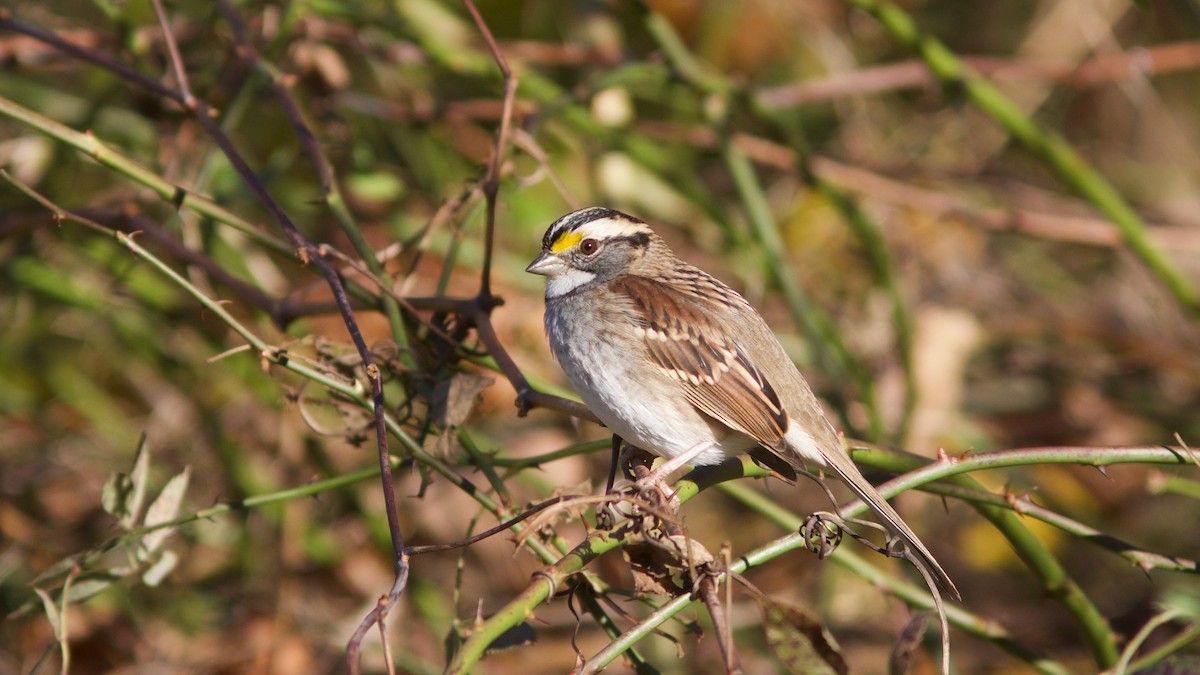 White-throated Sparrow - ML515562361