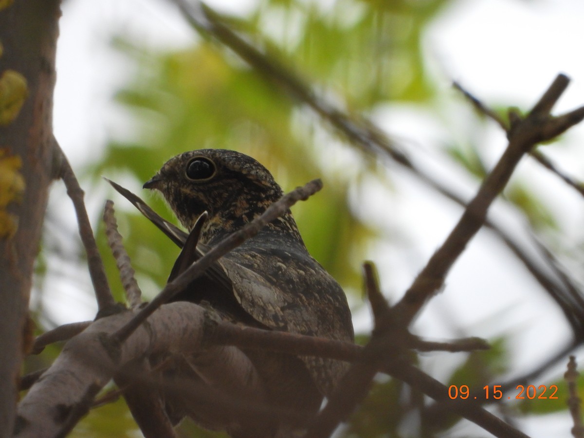 Common Nighthawk - ML515562841