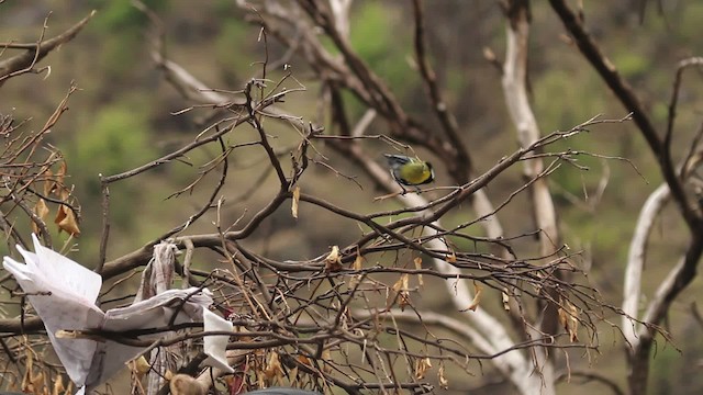 Green-backed Tit - ML515563