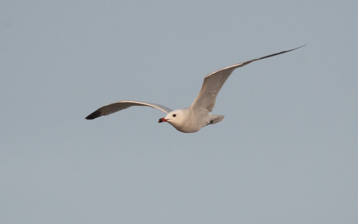 Audouin's Gull - ML515563761
