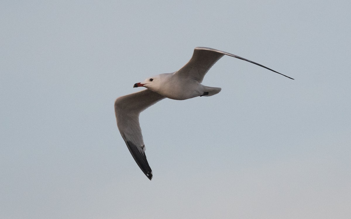 Audouin's Gull - ML515563771