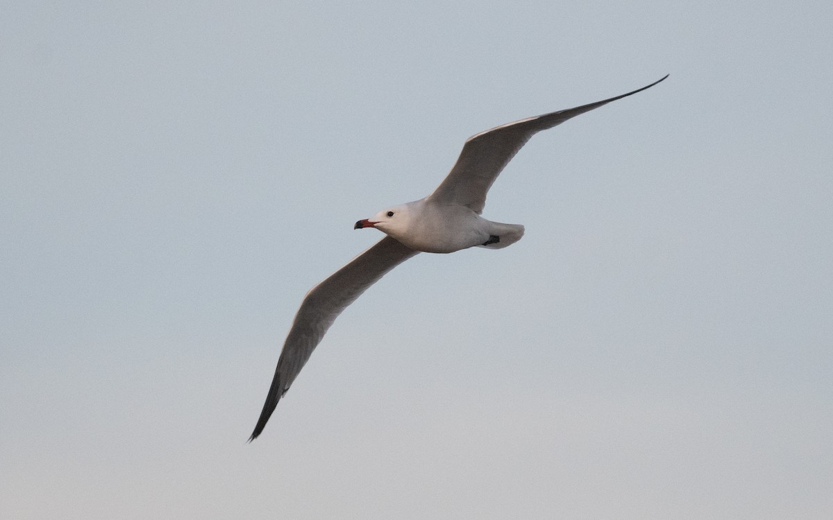 Audouin's Gull - ML515563781