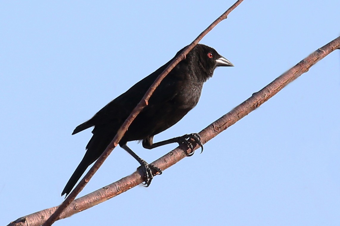 Bronzed Cowbird - ML515567251