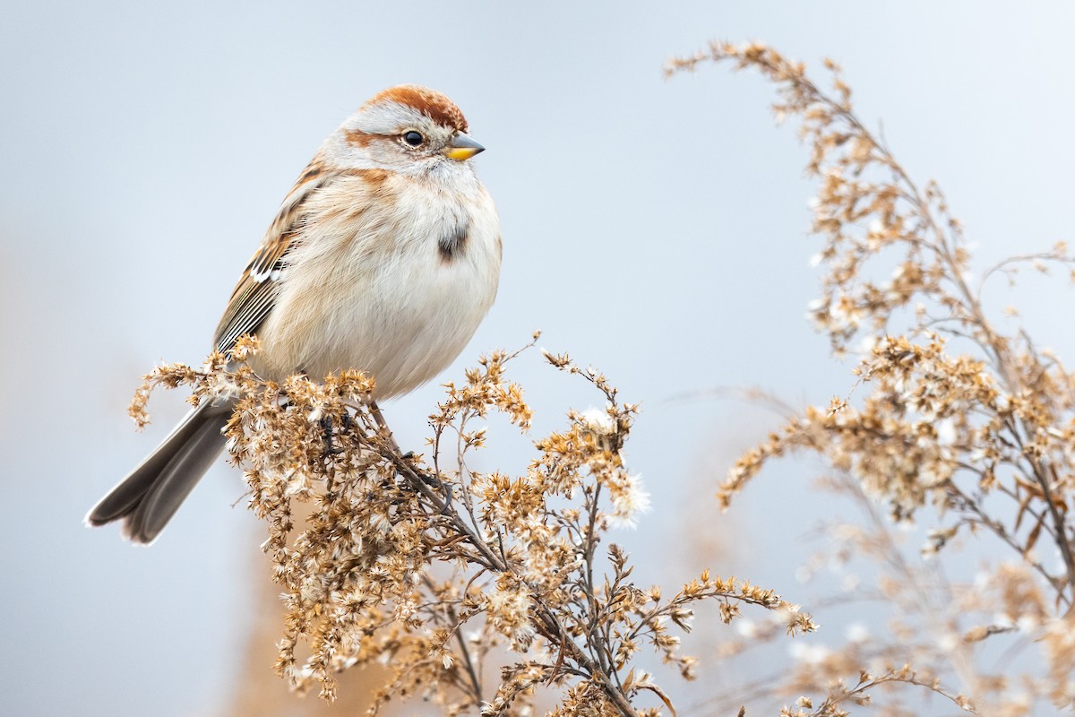 American Tree Sparrow - ML515567561