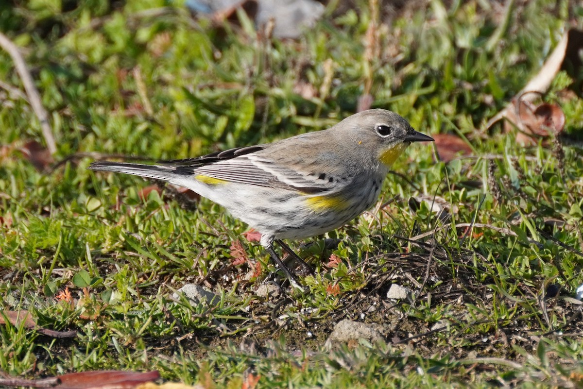 Yellow-rumped Warbler - ML515568301