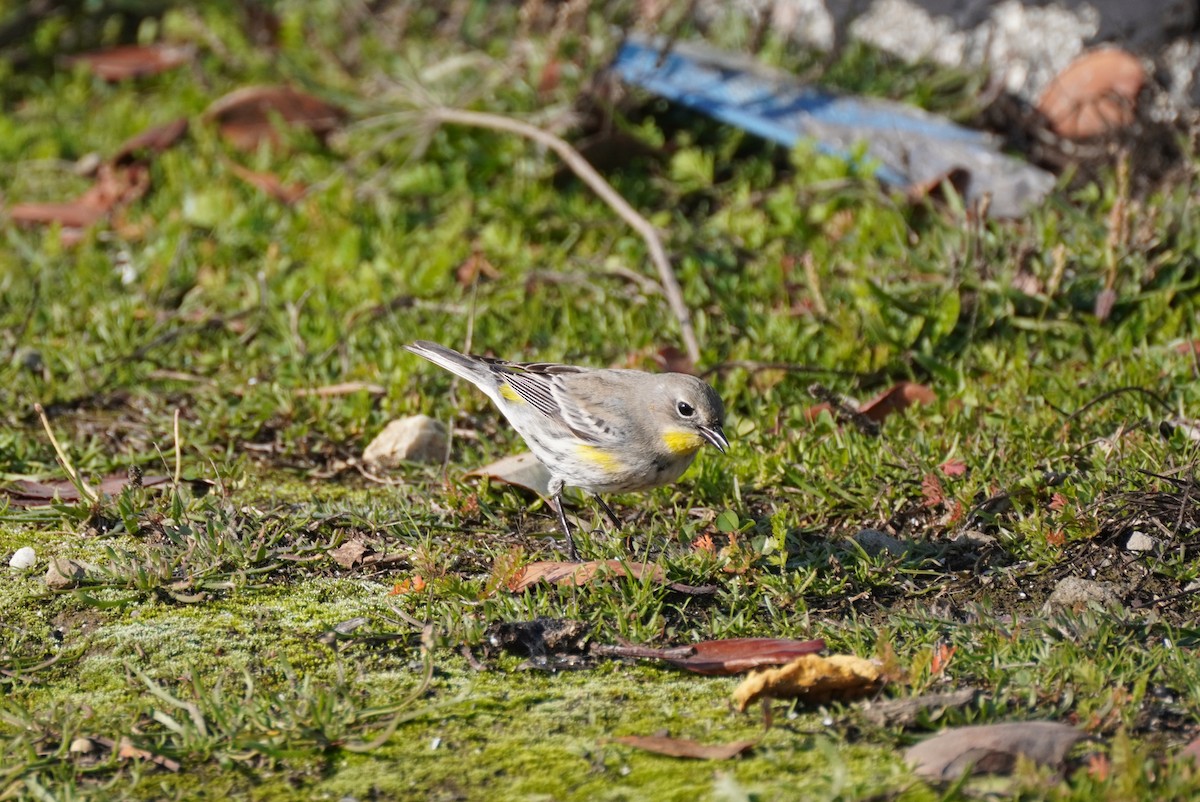 Yellow-rumped Warbler - ML515568311