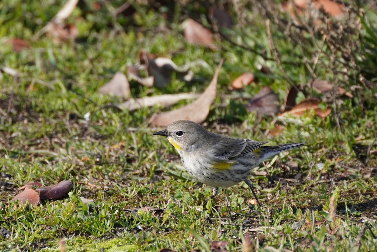 Yellow-rumped Warbler - ML515568331