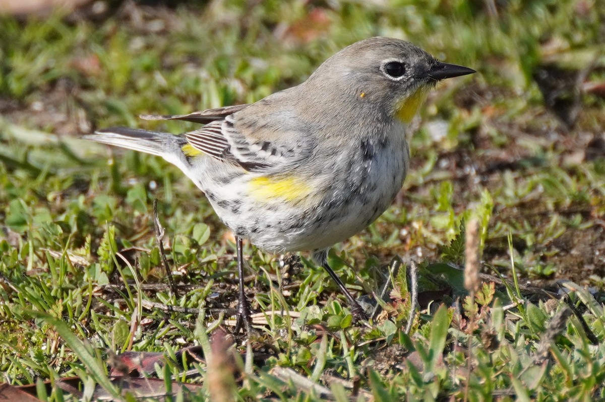 Yellow-rumped Warbler - ML515568341