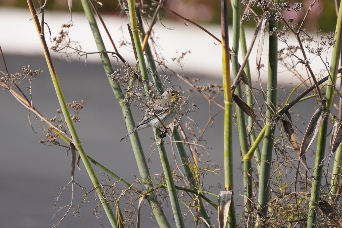 Yellow-rumped Warbler - ML515568351