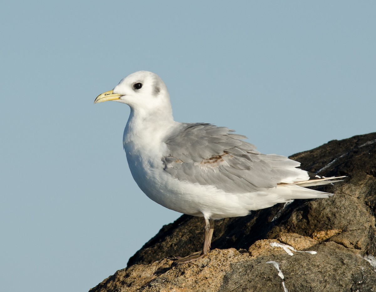 Black-legged Kittiwake - Alix d'Entremont