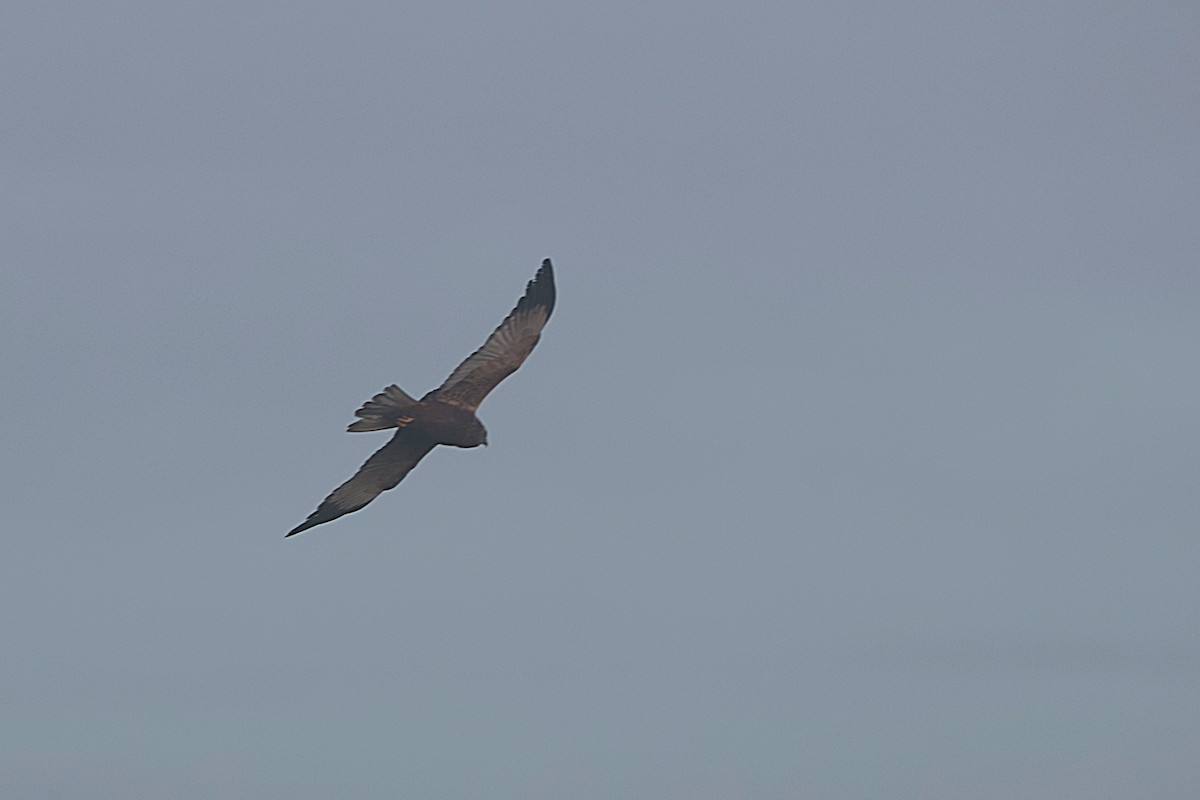 Western Marsh Harrier - ML515569381