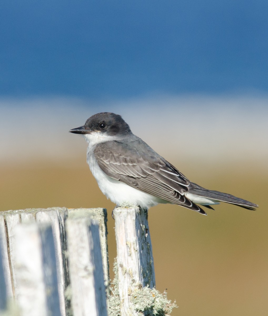 Eastern Kingbird - ML51556961