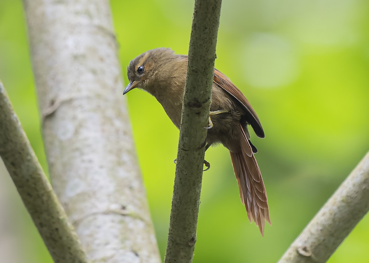 Red-faced Spinetail - Guillermo  Saborío Vega