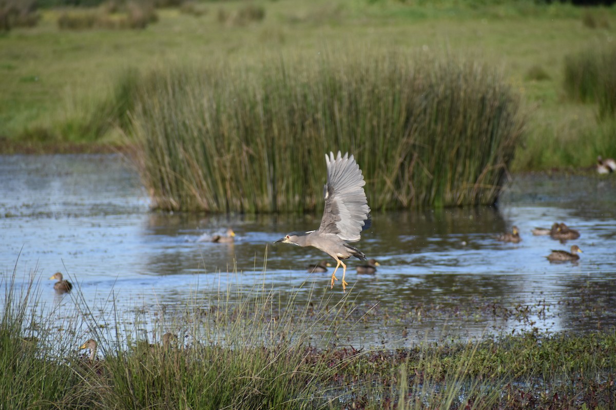 Black-crowned Night Heron - Alexis Andrea Verdugo Palma (Cachuditos Birdwatching)