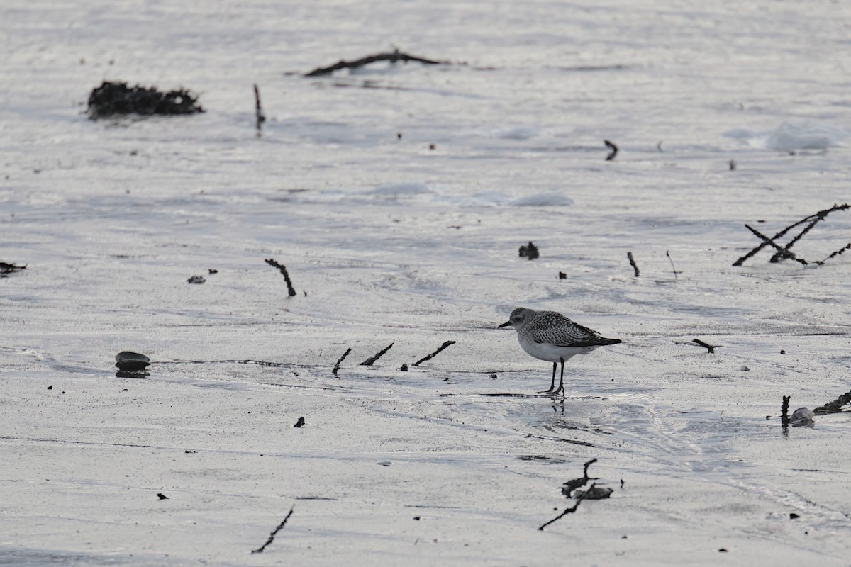 Black-bellied Plover - ML515570681