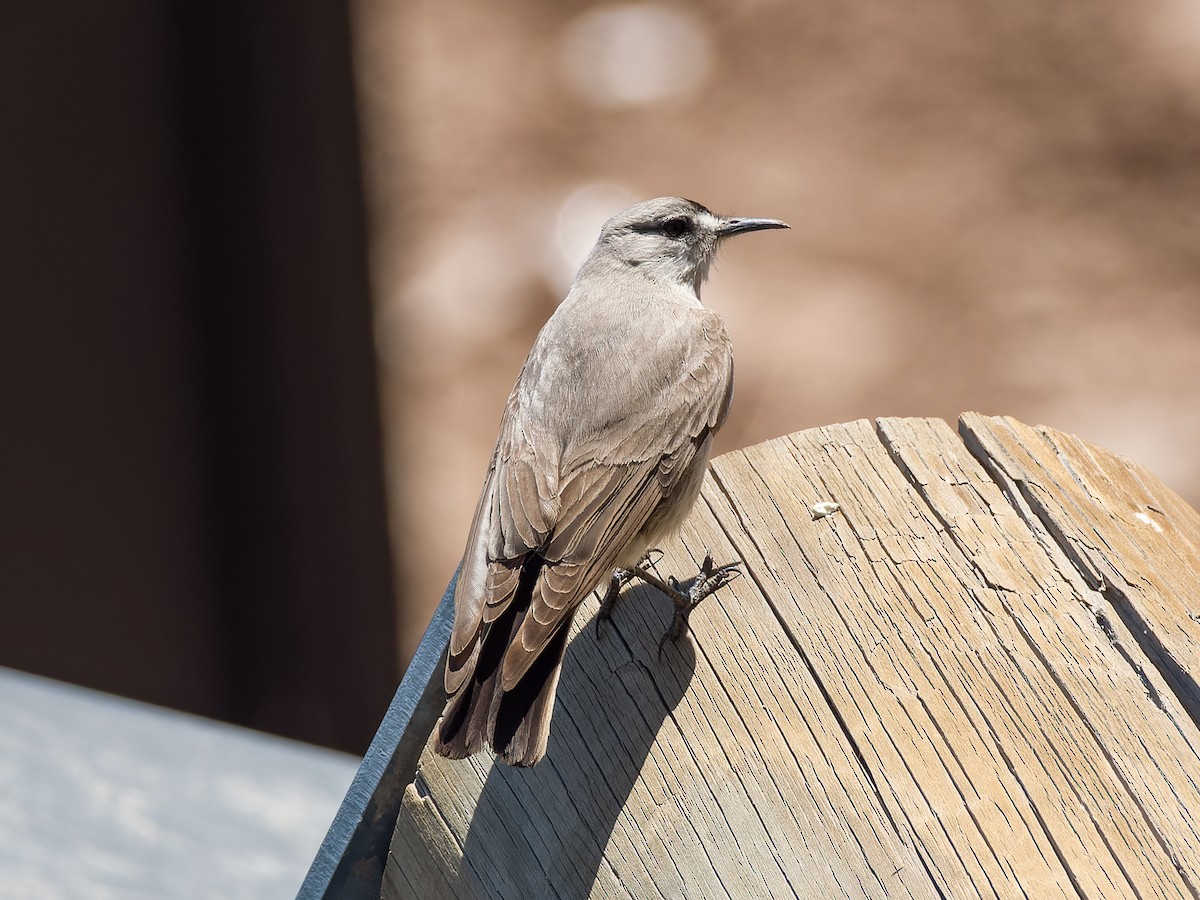 Black-fronted Ground-Tyrant - ML515570701