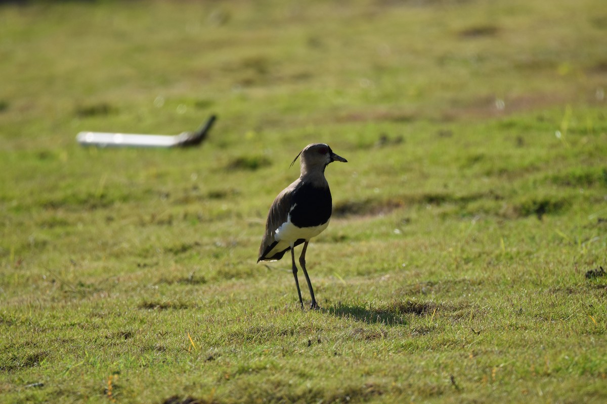 Southern Lapwing - ML515572911