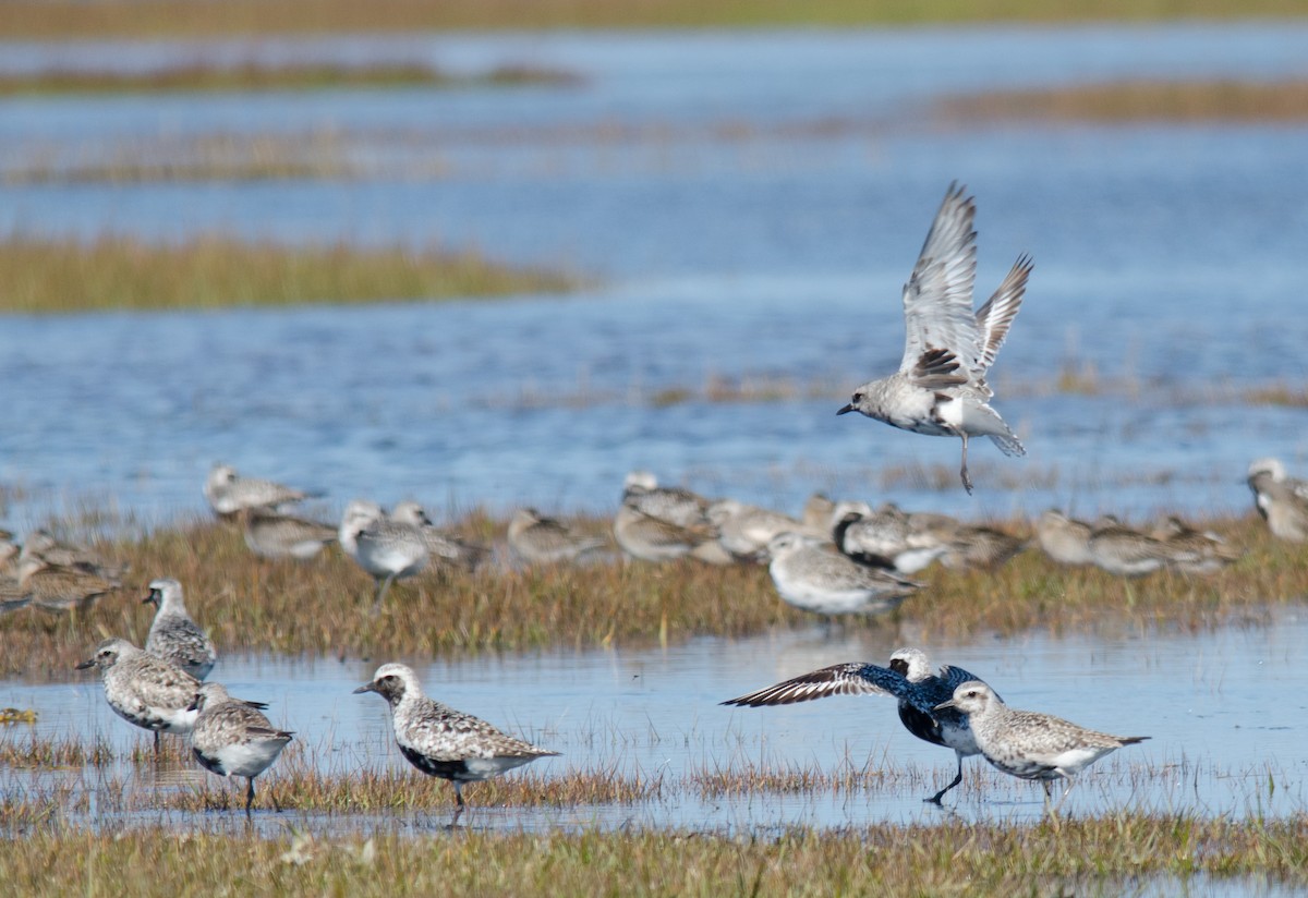 Black-bellied Plover - Alix d'Entremont