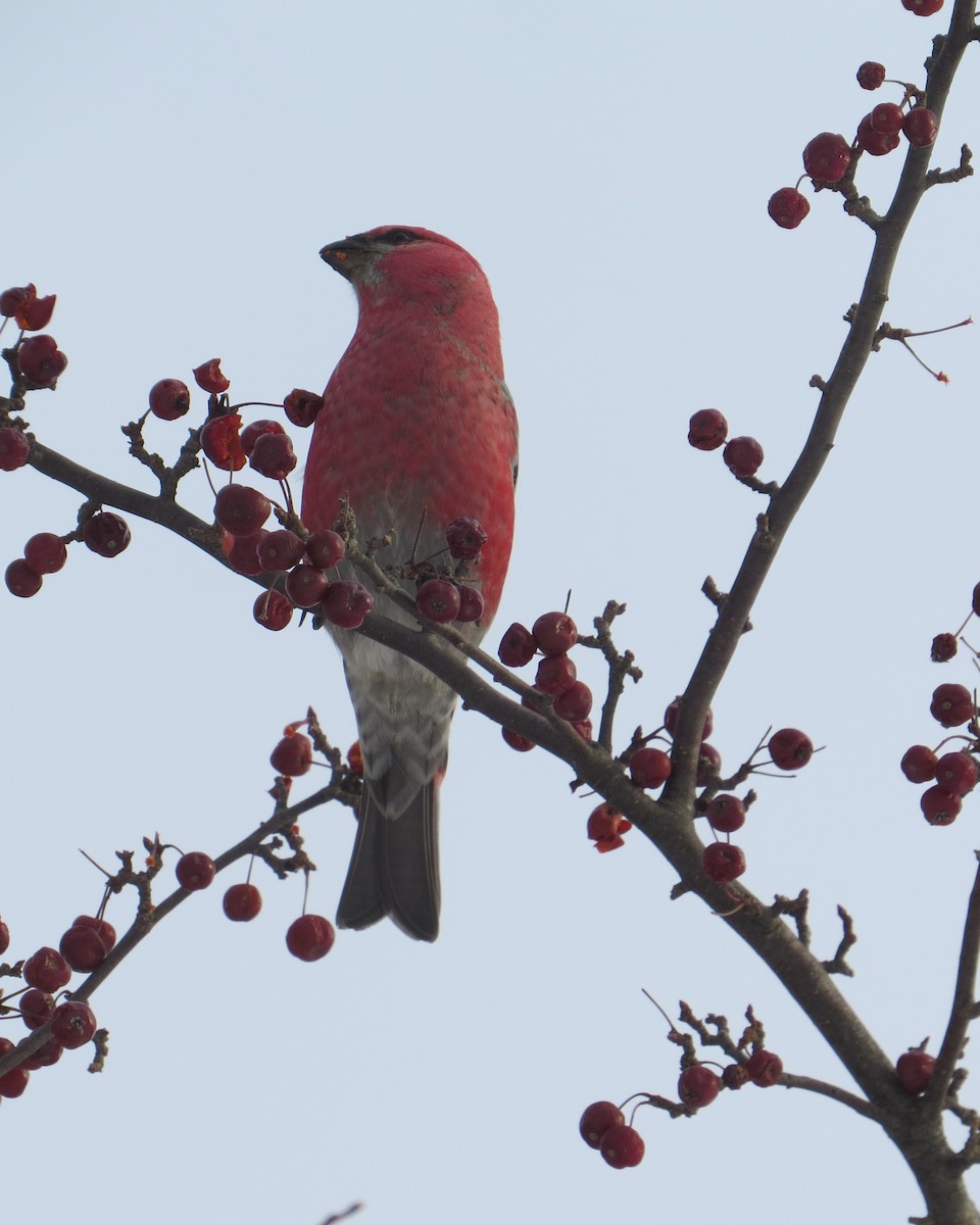 Pine Grosbeak - ML515573911