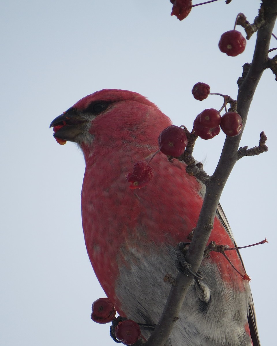 Pine Grosbeak - ML515573921