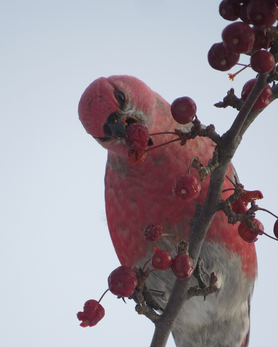 Pine Grosbeak - ML515573931