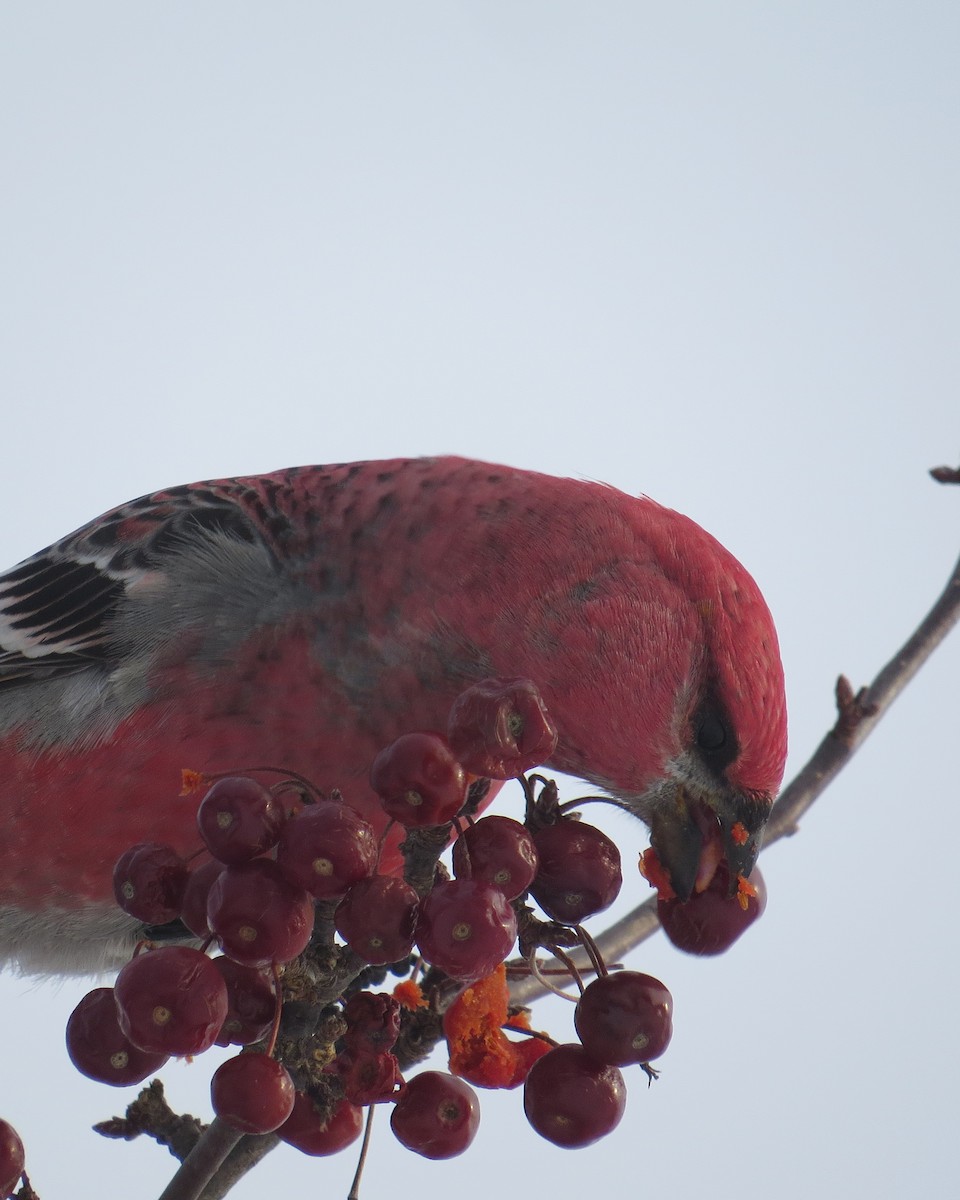 Pine Grosbeak - ML515573941