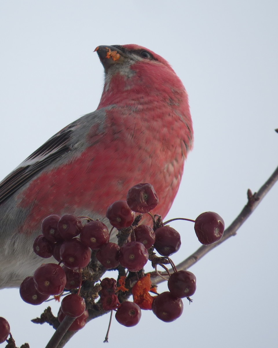 Pine Grosbeak - ML515573951
