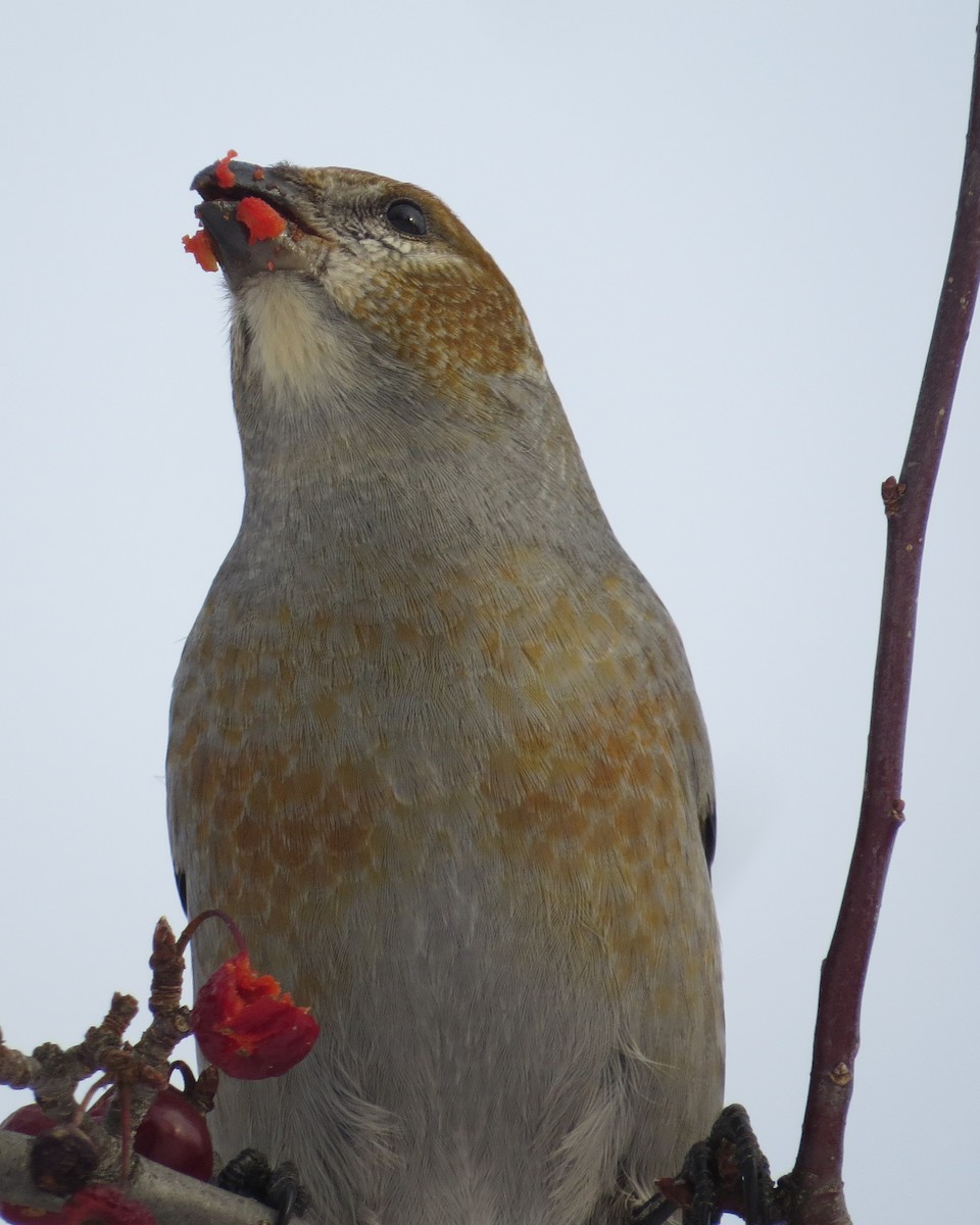 Pine Grosbeak - ML515573961