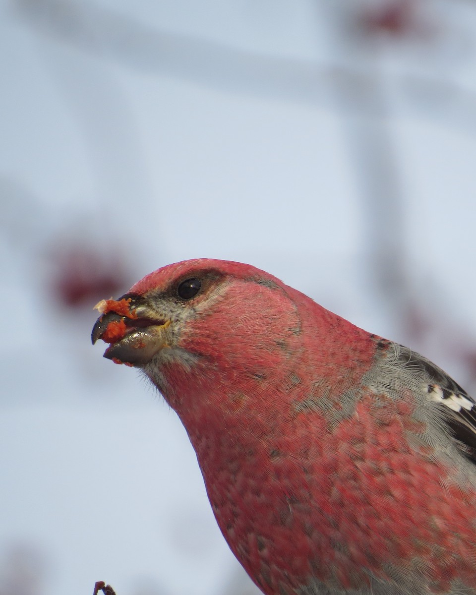 Pine Grosbeak - ML515573981