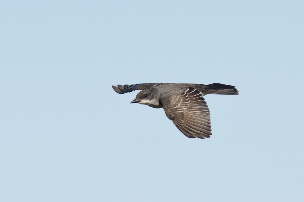 Eastern Kingbird - ML51557411