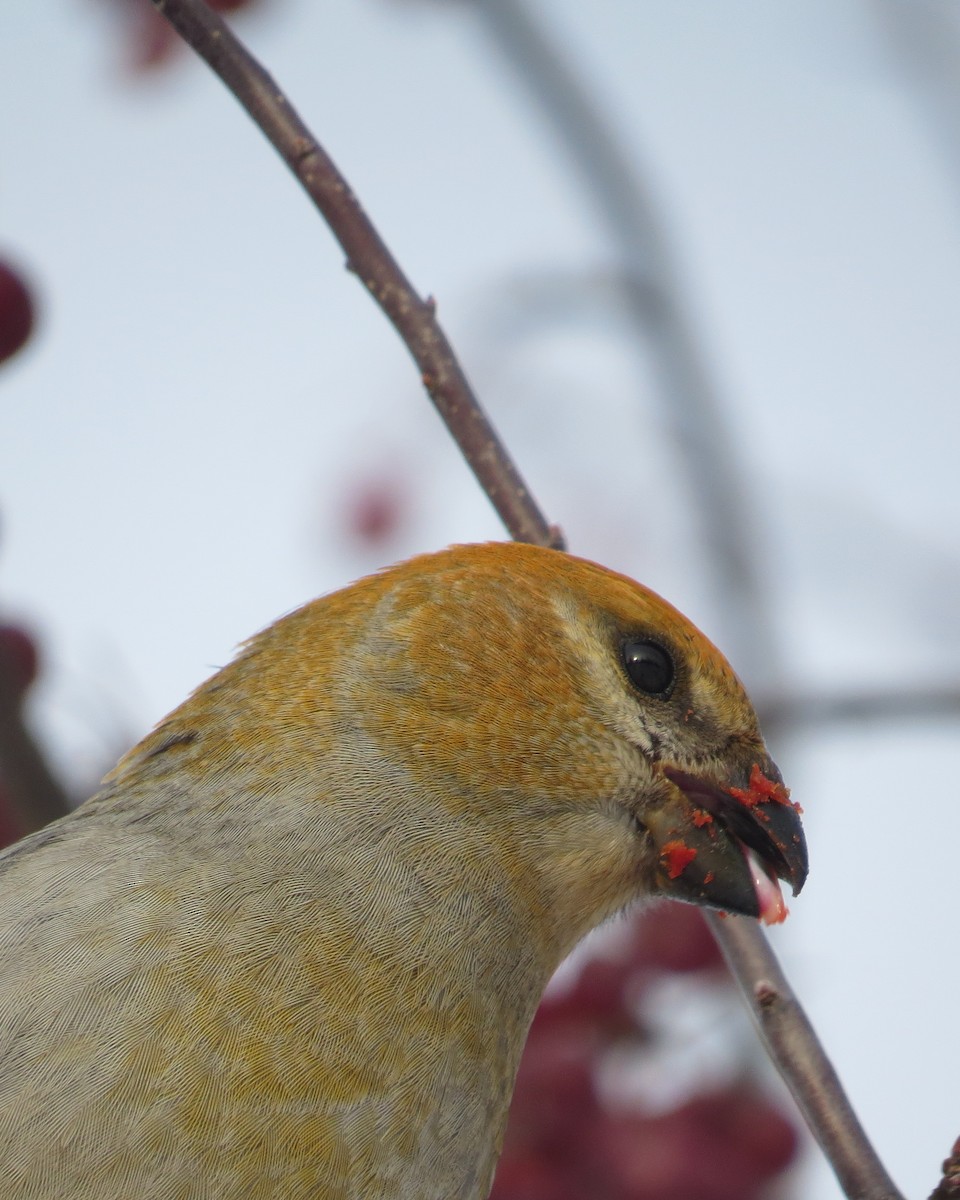Pine Grosbeak - ML515574501