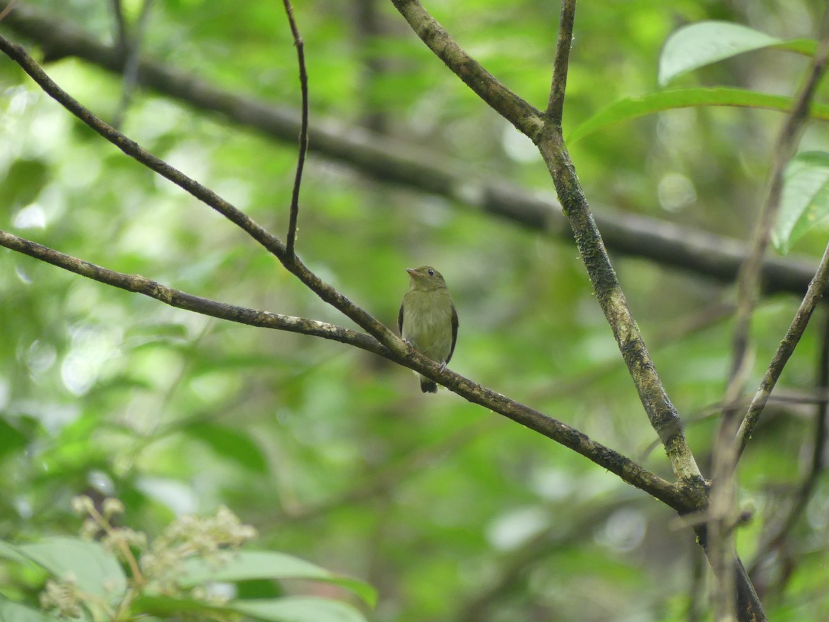 Golden-headed Manakin - ML515574851