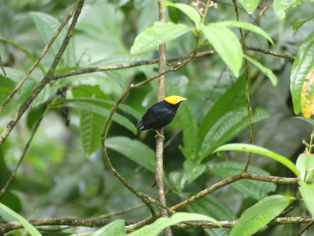 Golden-headed Manakin - ML515574861