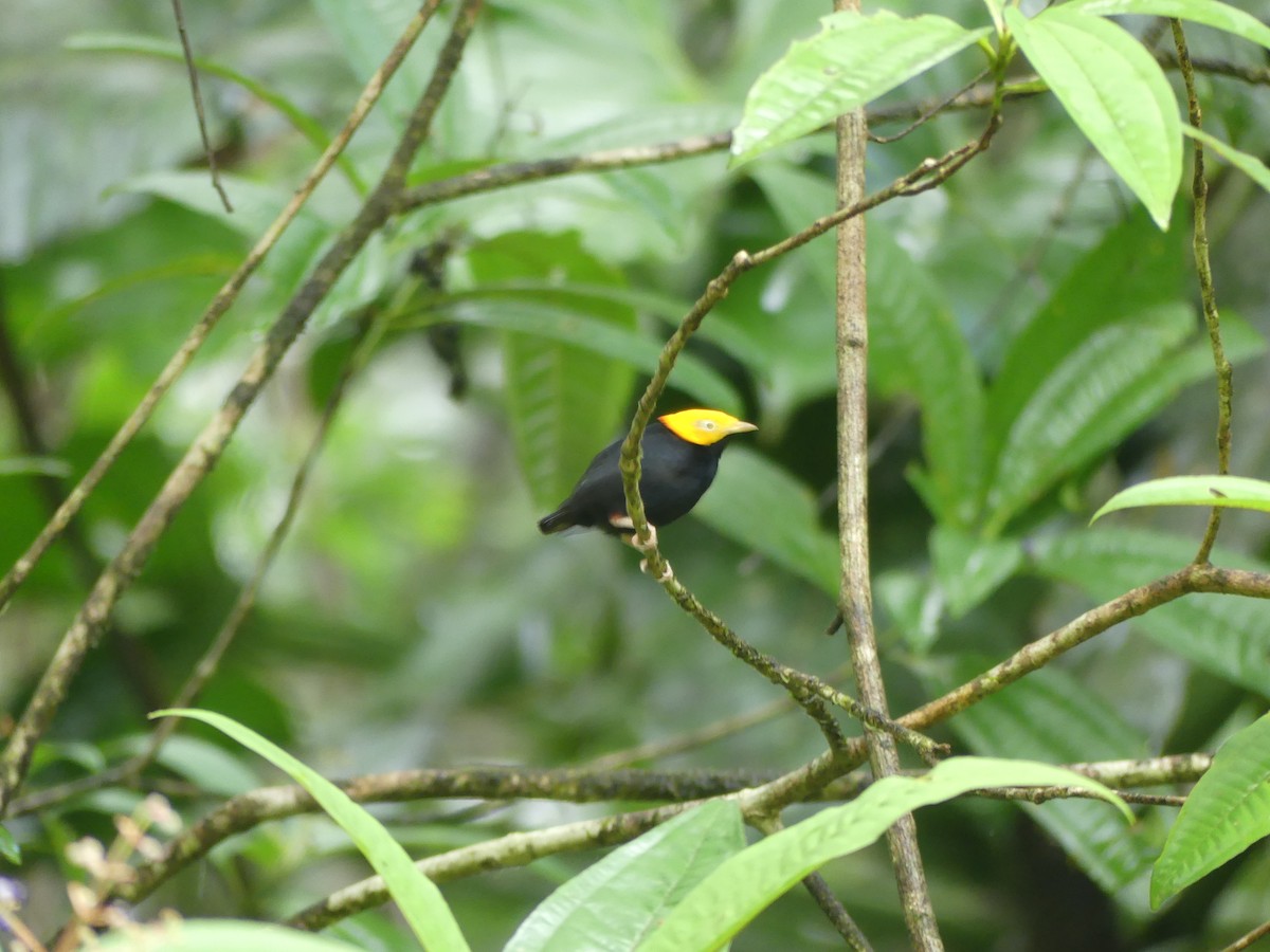 Golden-headed Manakin - ML515574871