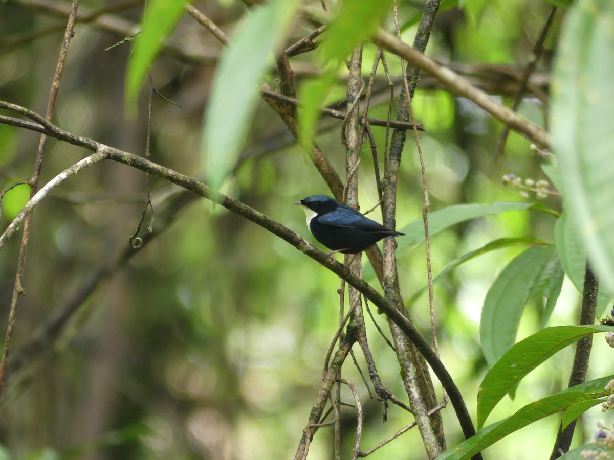 White-throated Manakin - ML515575441