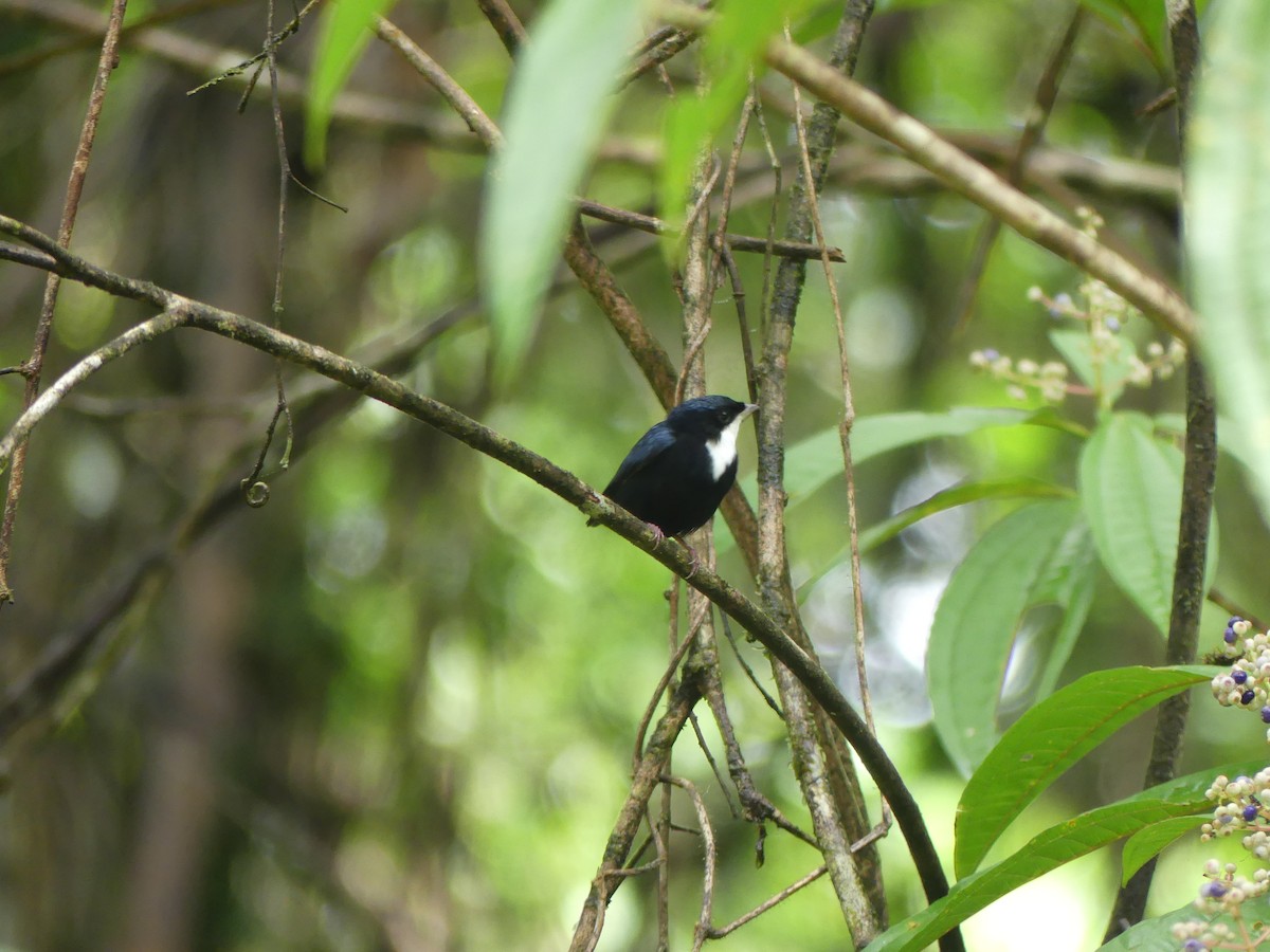 White-throated Manakin - ML515575451