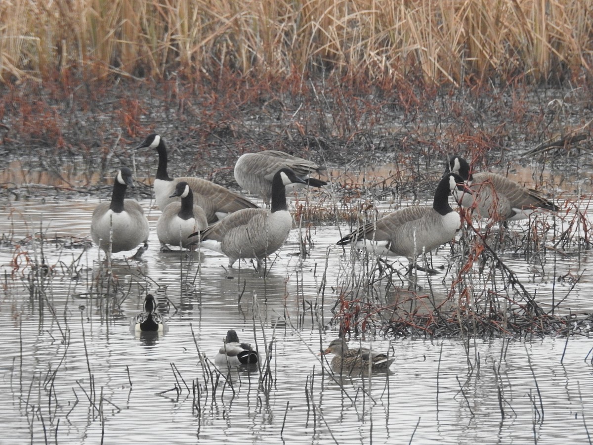 Canada Goose - ML515575461