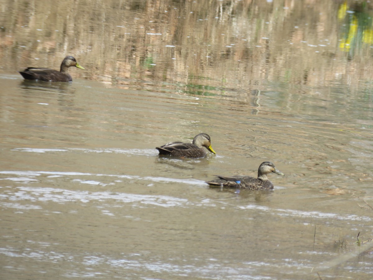 American Black Duck - ML51557701