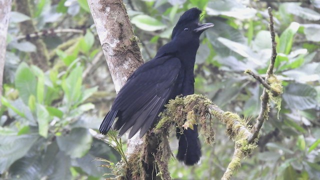 Эквадорская зонтичная птица - ML515577051
