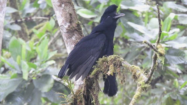 Long-wattled Umbrellabird - ML515577051