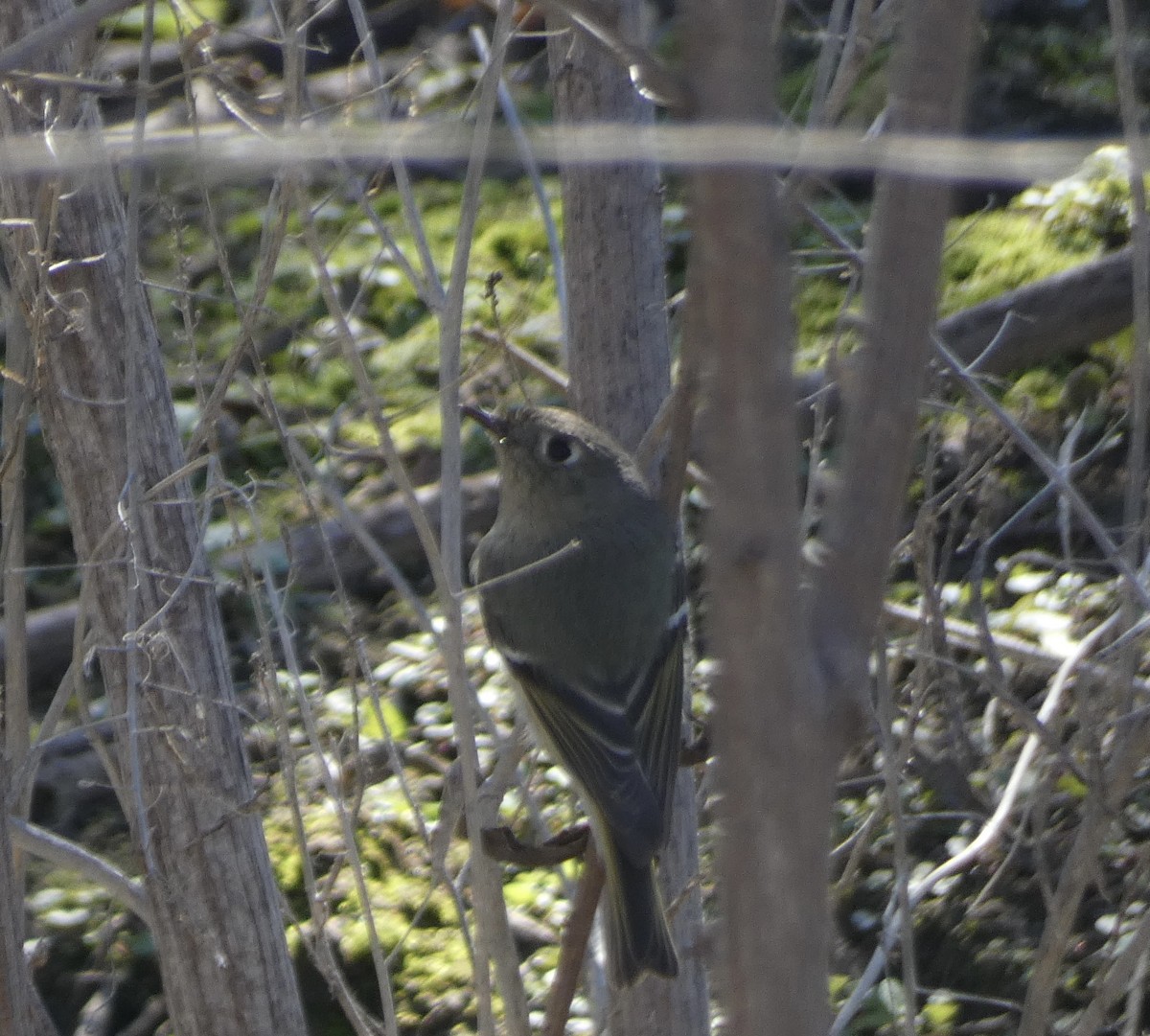 Ruby-crowned Kinglet - Rob Selleck