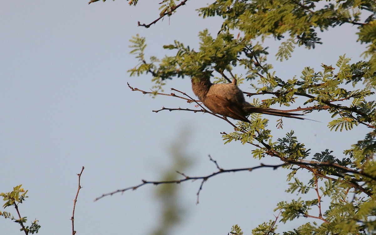 Tufted Tit-Spinetail - Diego Trillo