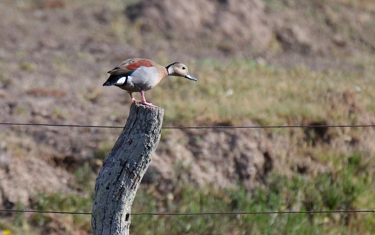 Ringed Teal - ML515578121